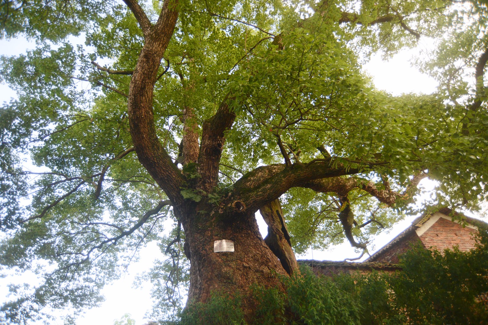 800多年神树腰围达189米11个成年人牵手才能围住