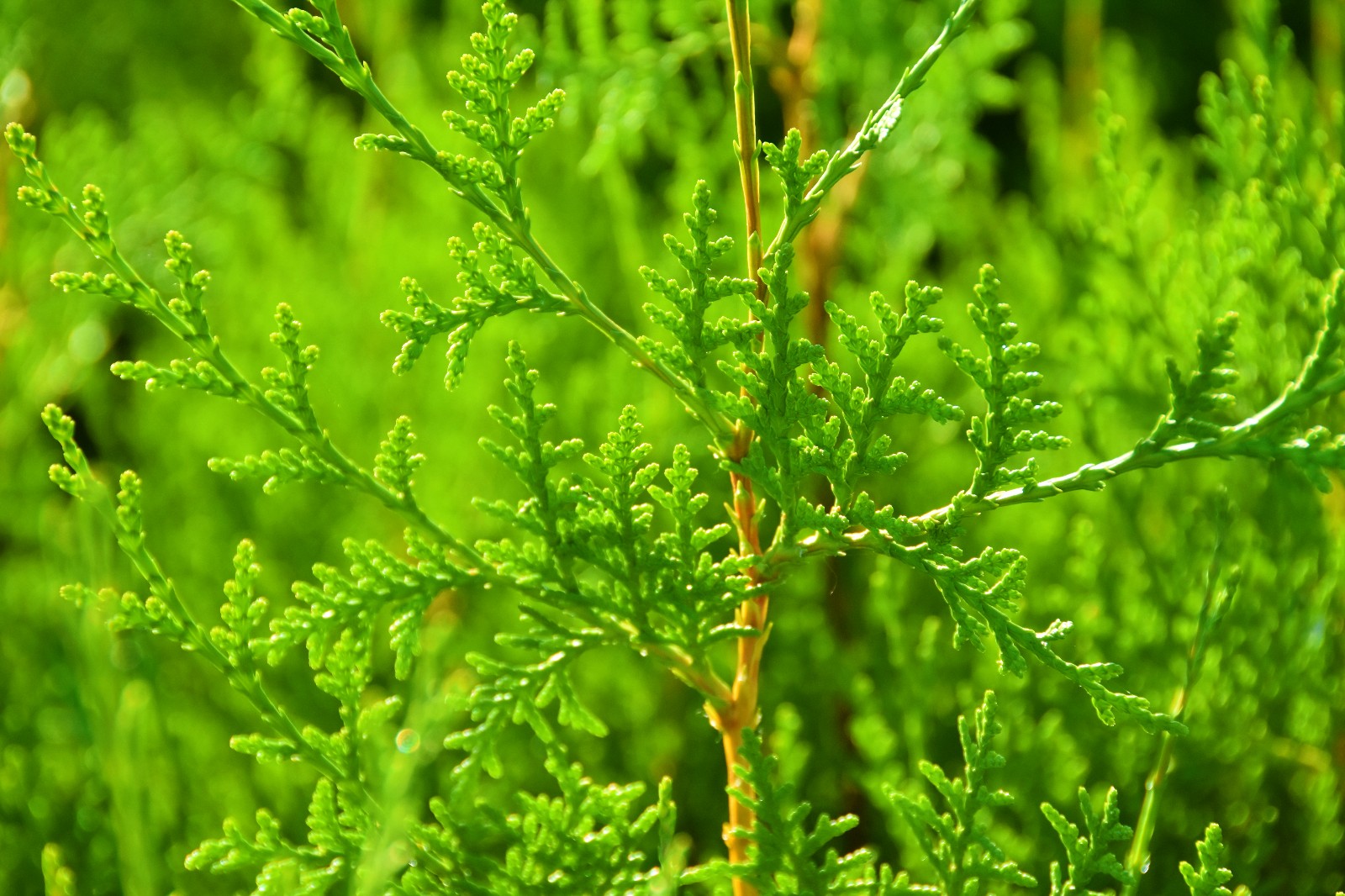 岁月这么好别辜负了美景侧柏的叶子真的很好看