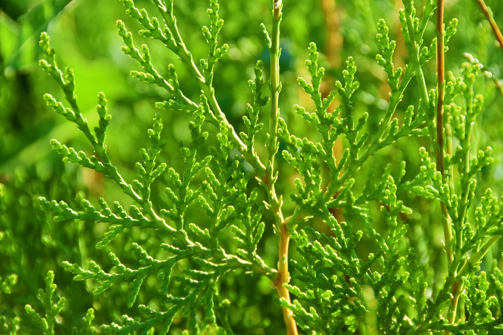 岁月这么好别辜负了美景侧柏的叶子真的很好看