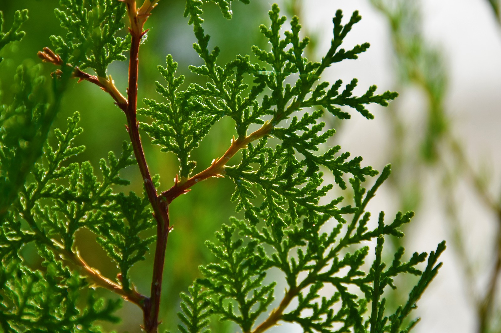 岁月这么好别辜负了美景侧柏的叶子真的很好看
