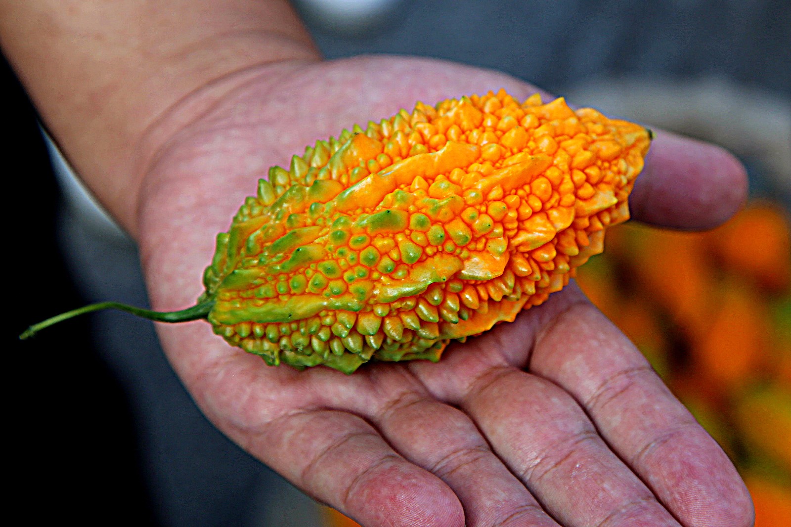 金癞瓜(拍于哈尔滨街头)