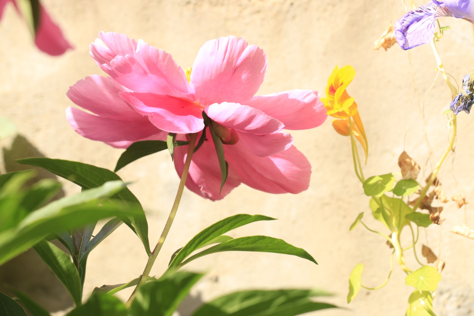 【植物摄影】芍药花