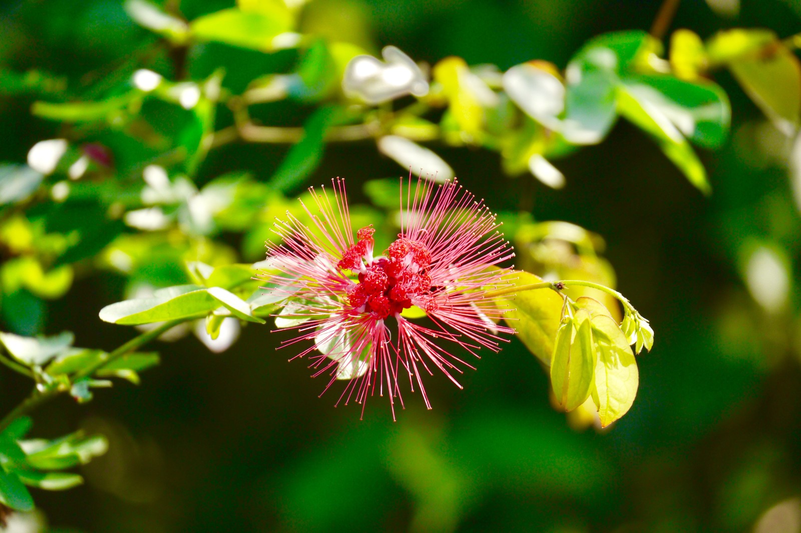 且美且萌的红粉扑花【中国科学院武汉植物园】