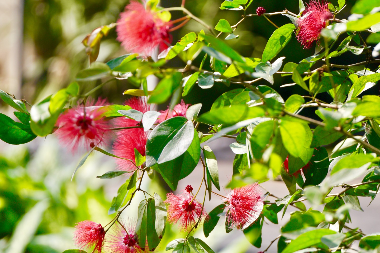 且美且萌的红粉扑花【中国科学院武汉植物园】