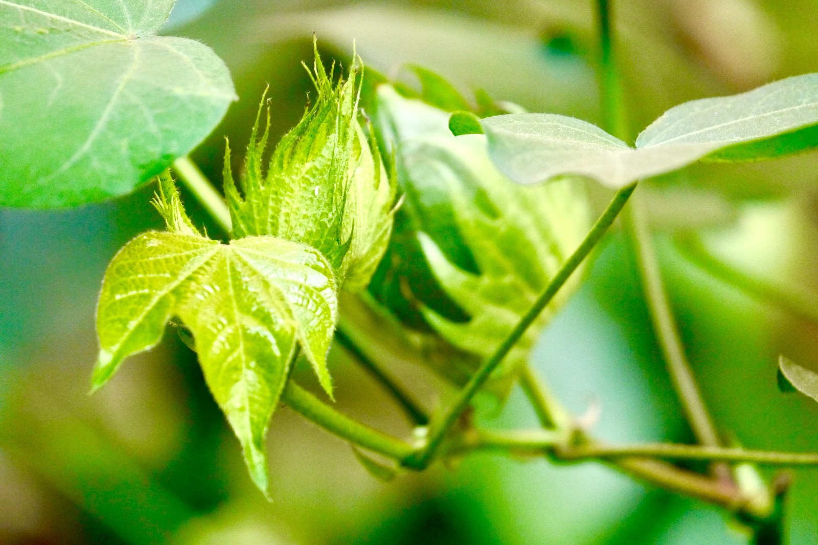 棉花亦美丽【陆地棉(别名:高地棉,大陆棉,美洲棉)