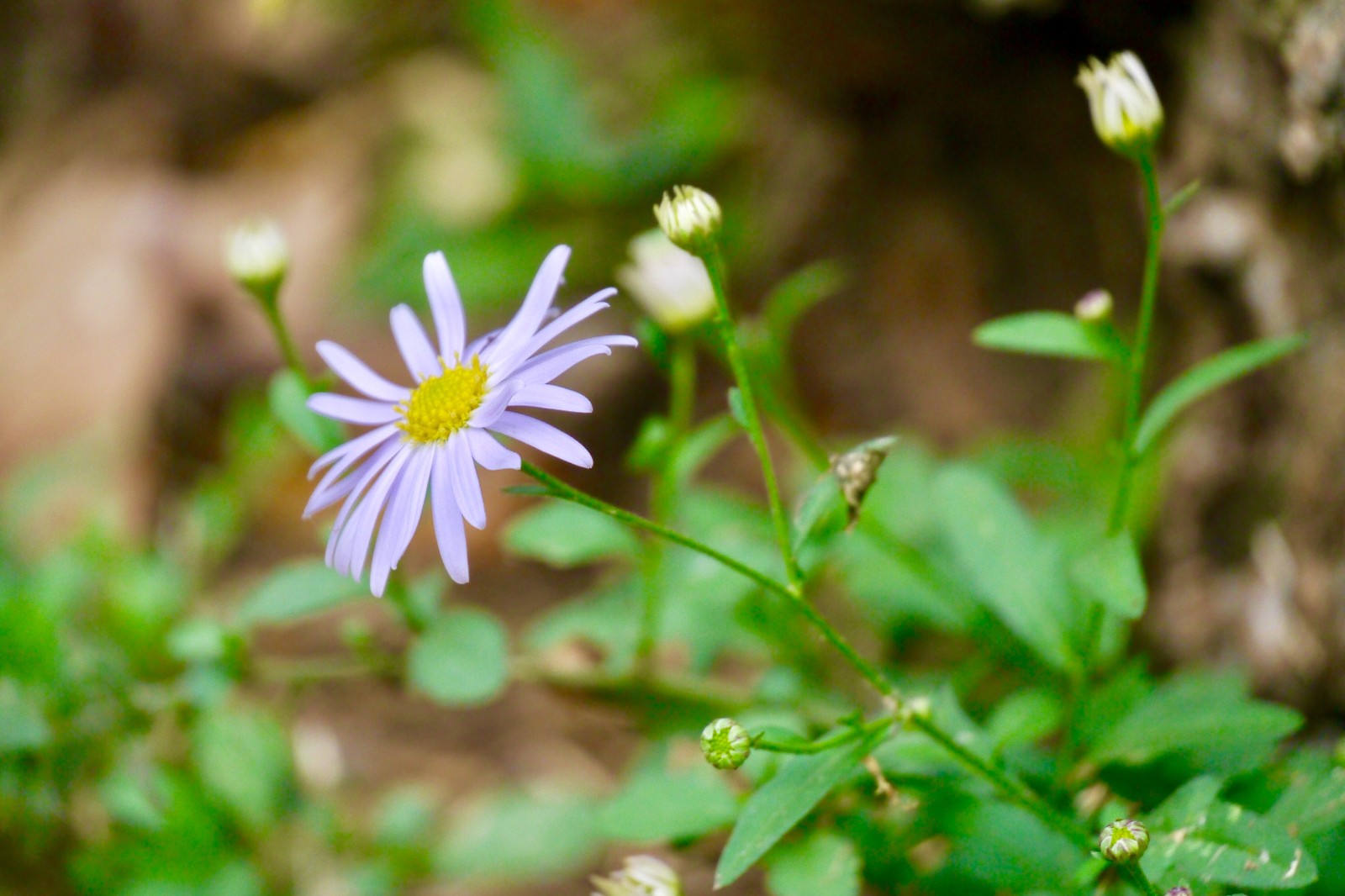 京东商城地址别名怎么填 iCloud和邮箱地址别名怎么设置和使用