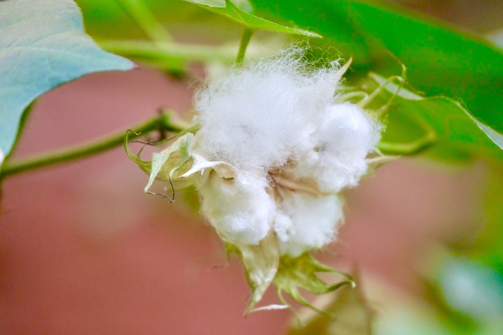 棉花亦美丽【陆地棉(别名:高地棉,大陆棉,美洲棉)