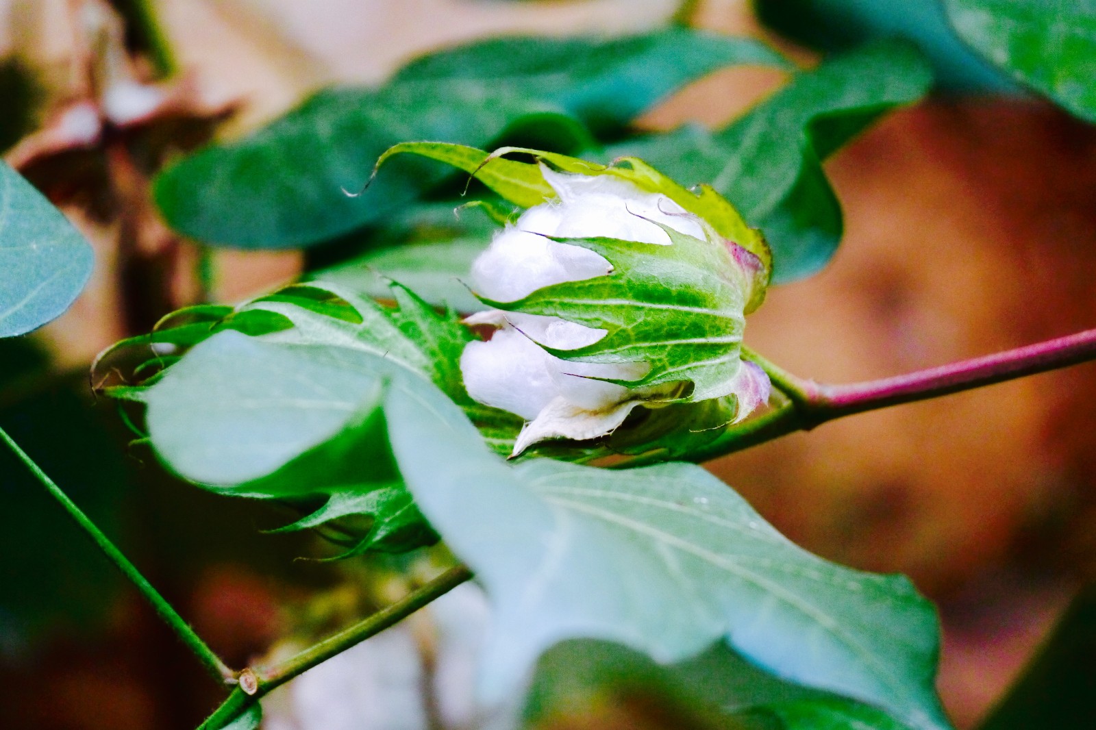 棉花亦美丽【陆地棉(别名:高地棉,大陆棉,美洲棉)
