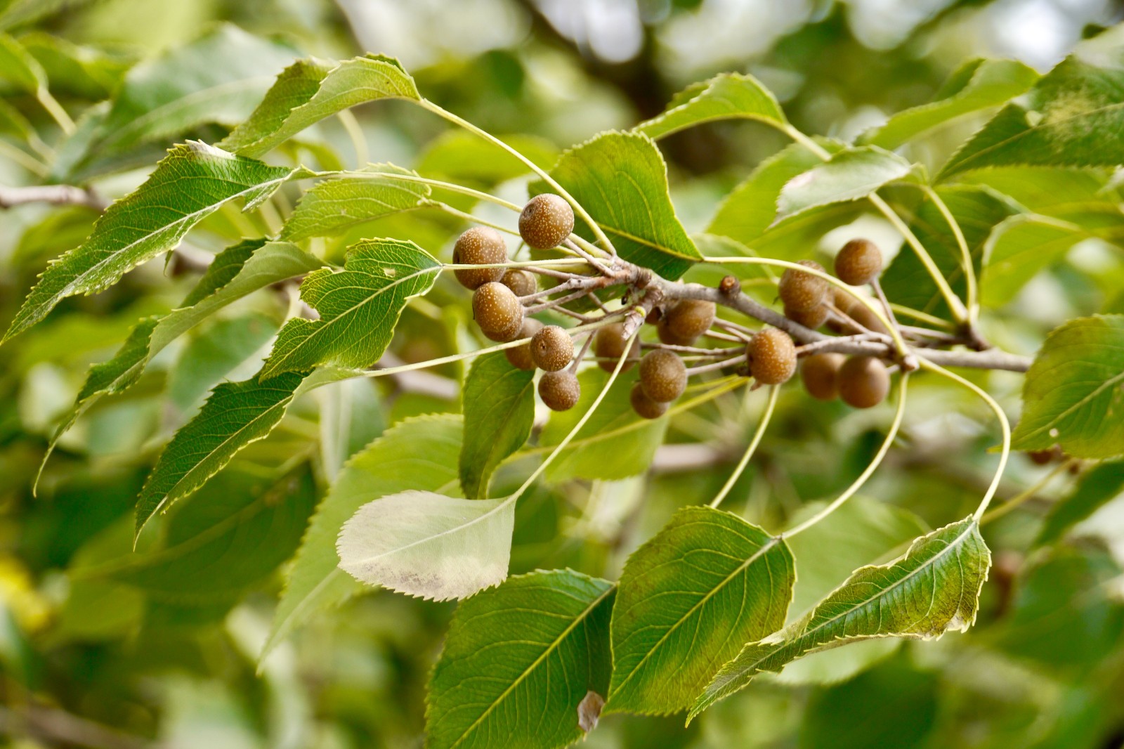 杜梨别名海棠梨土梨外形和梨子一模一样但要小很多