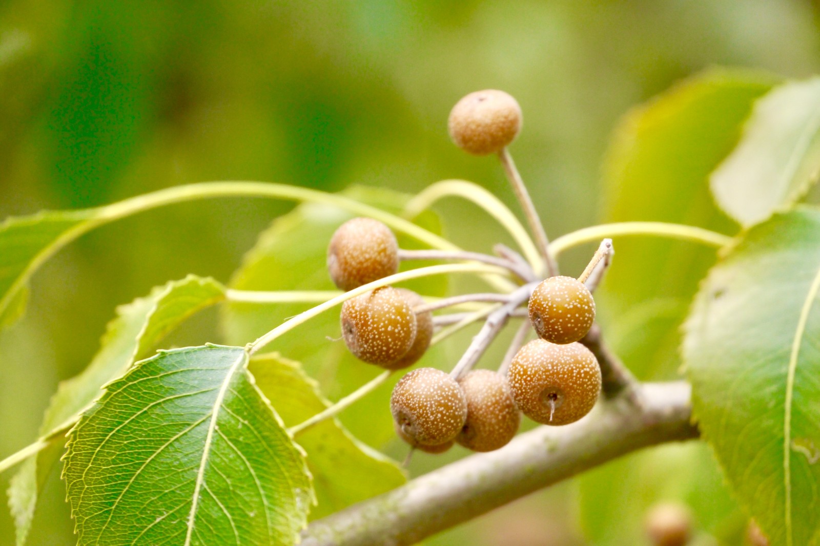 杜梨别名海棠梨土梨外形和梨子一模一样但要小很多
