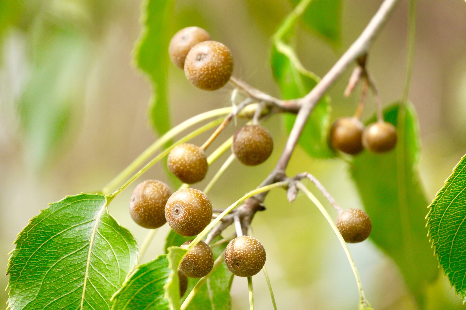 杜梨别名海棠梨土梨外形和梨子一模一样但要小很多