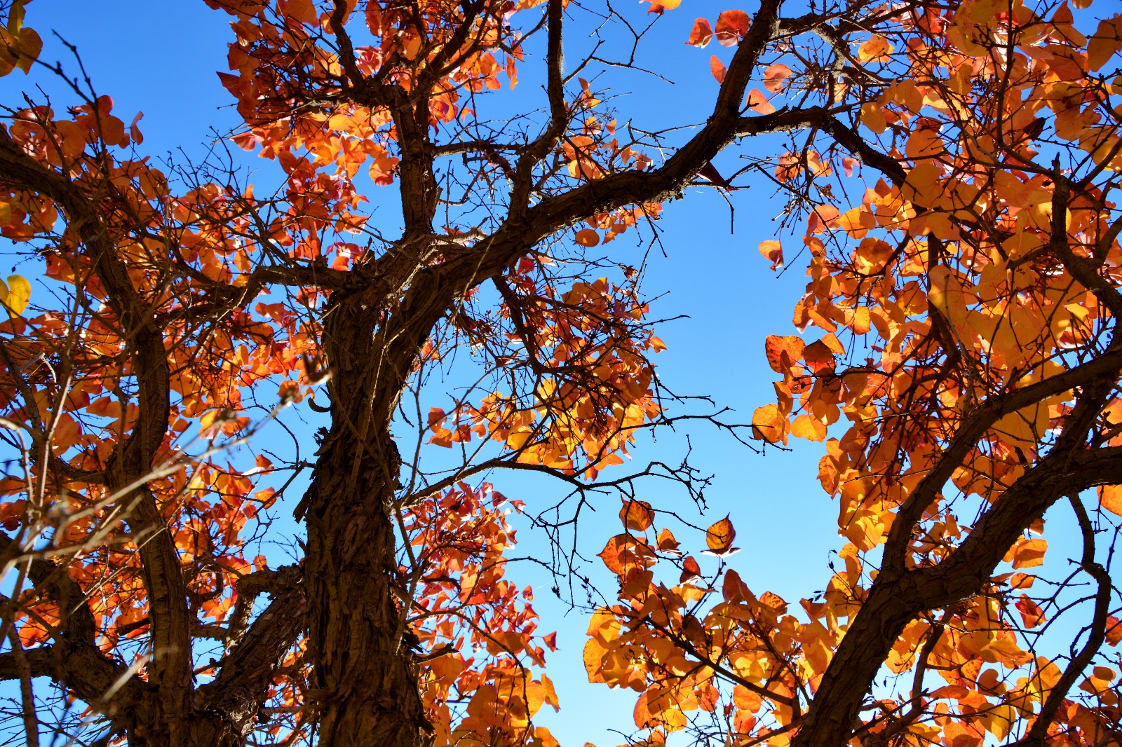 秋天的心情 树 落下 - Pixabay上的免费照片 - Pixabay