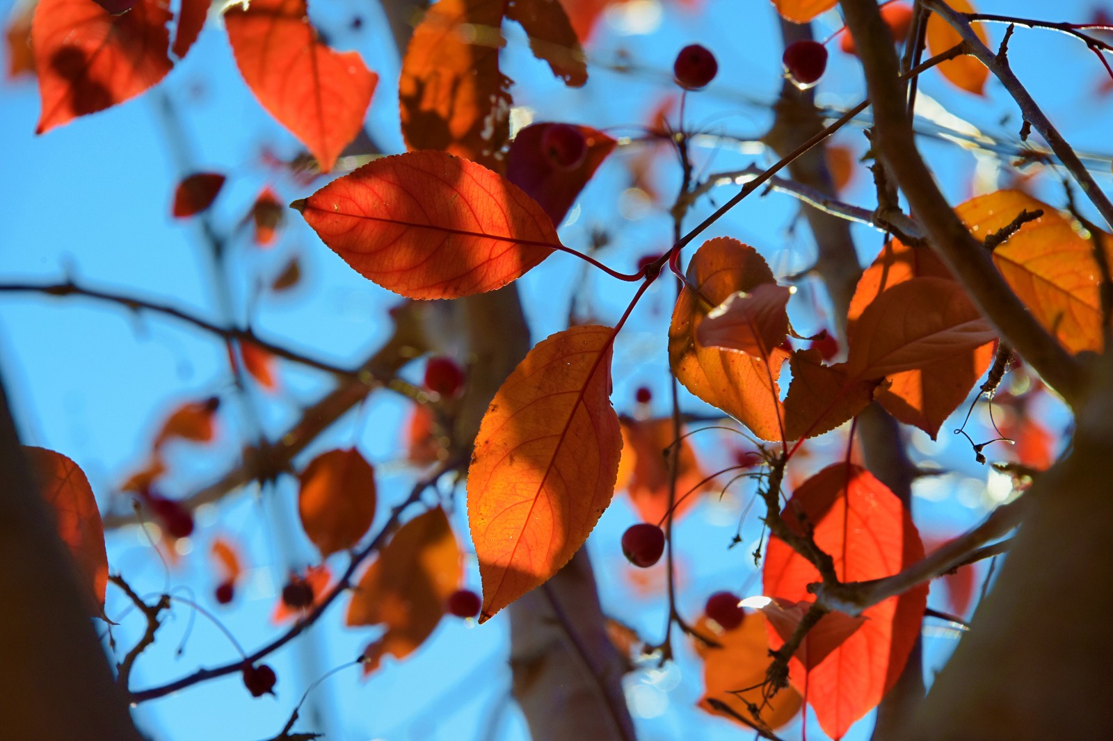 秋天的紫叶李叶子,无论怎样都很美,原创摄影