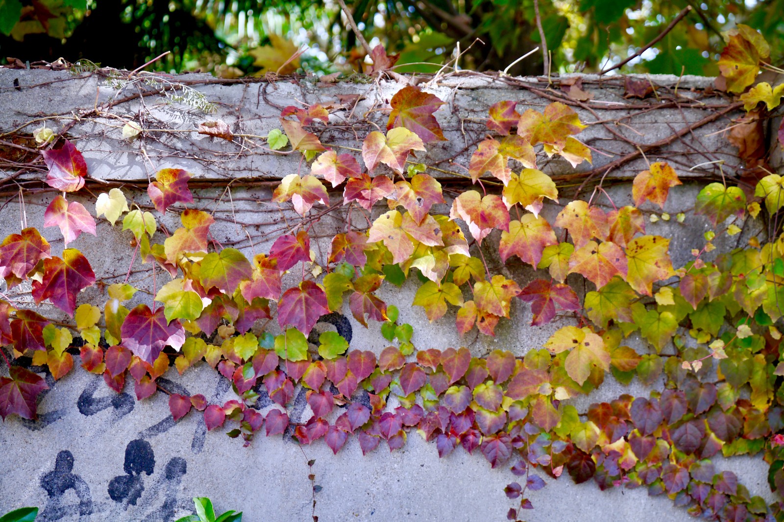 冬季的一抹红(植物名:三叶地锦)