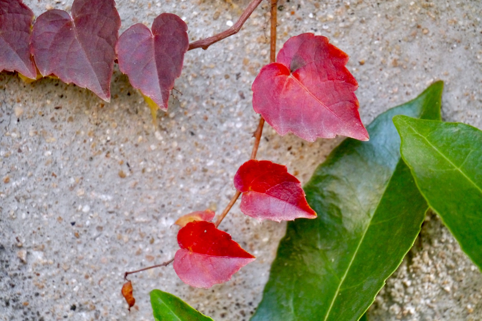 冬季的一抹红(植物名:三叶地锦)