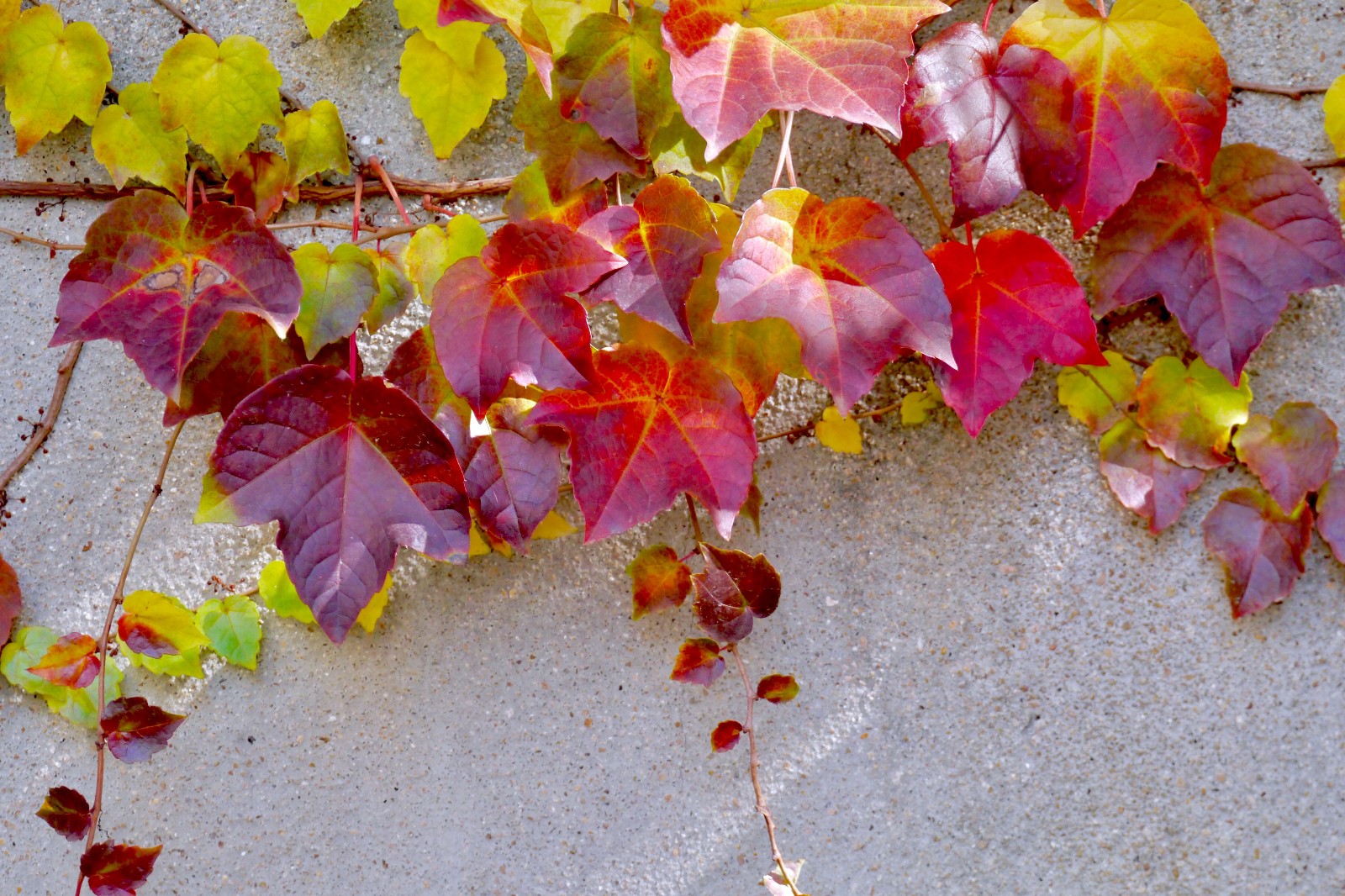 冬季的一抹红(植物名:三叶地锦)