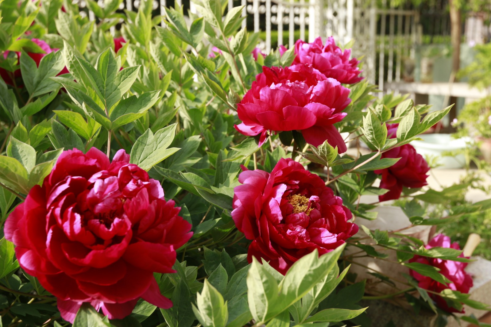 【植物摄影图集】花中之王 牡丹|牡丹|图集|植物_新浪新闻