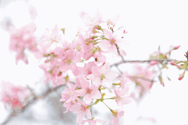 樱花,紫荆惊艳游客