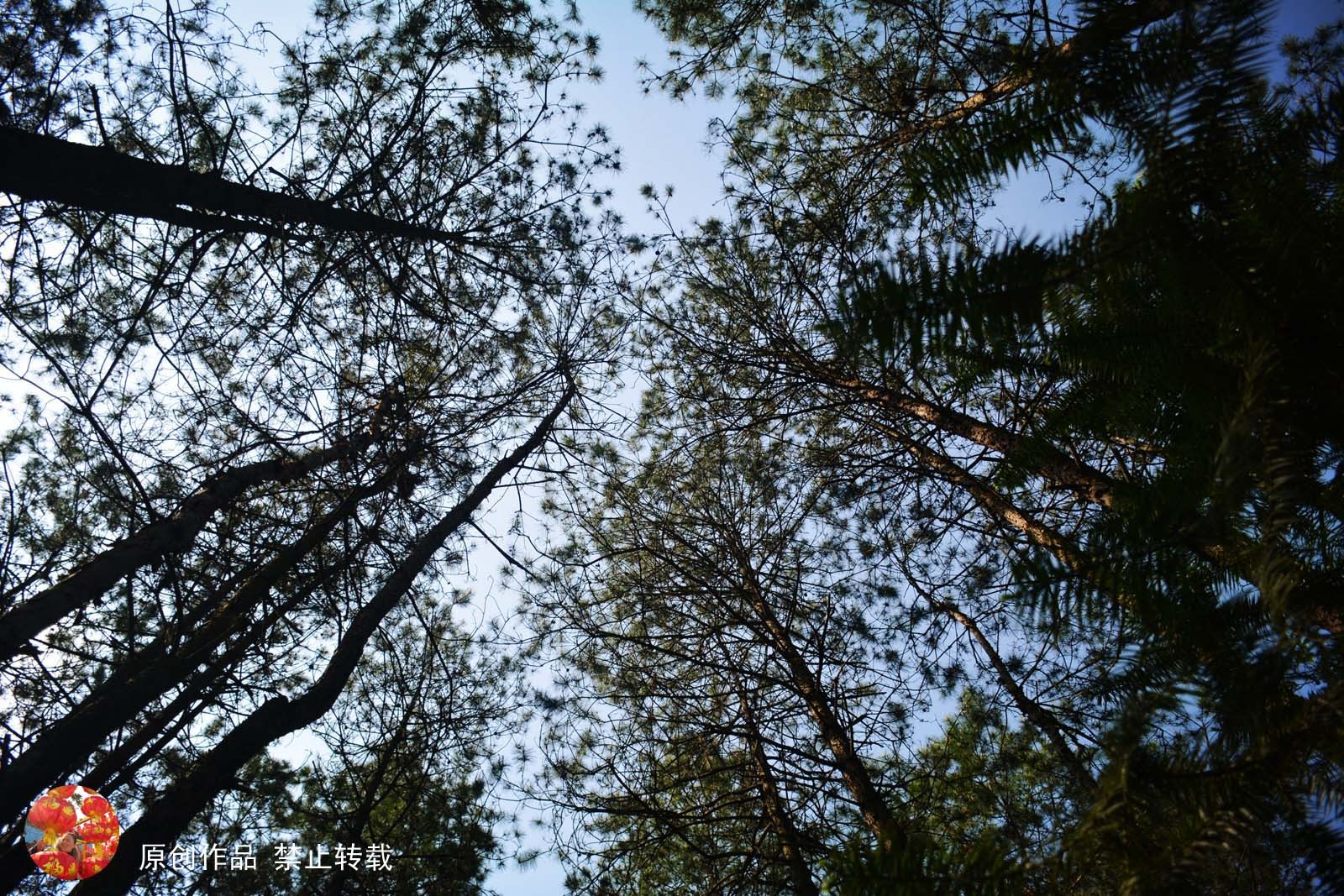 深山古道寂静幽深不见人影 满屋挂盘香