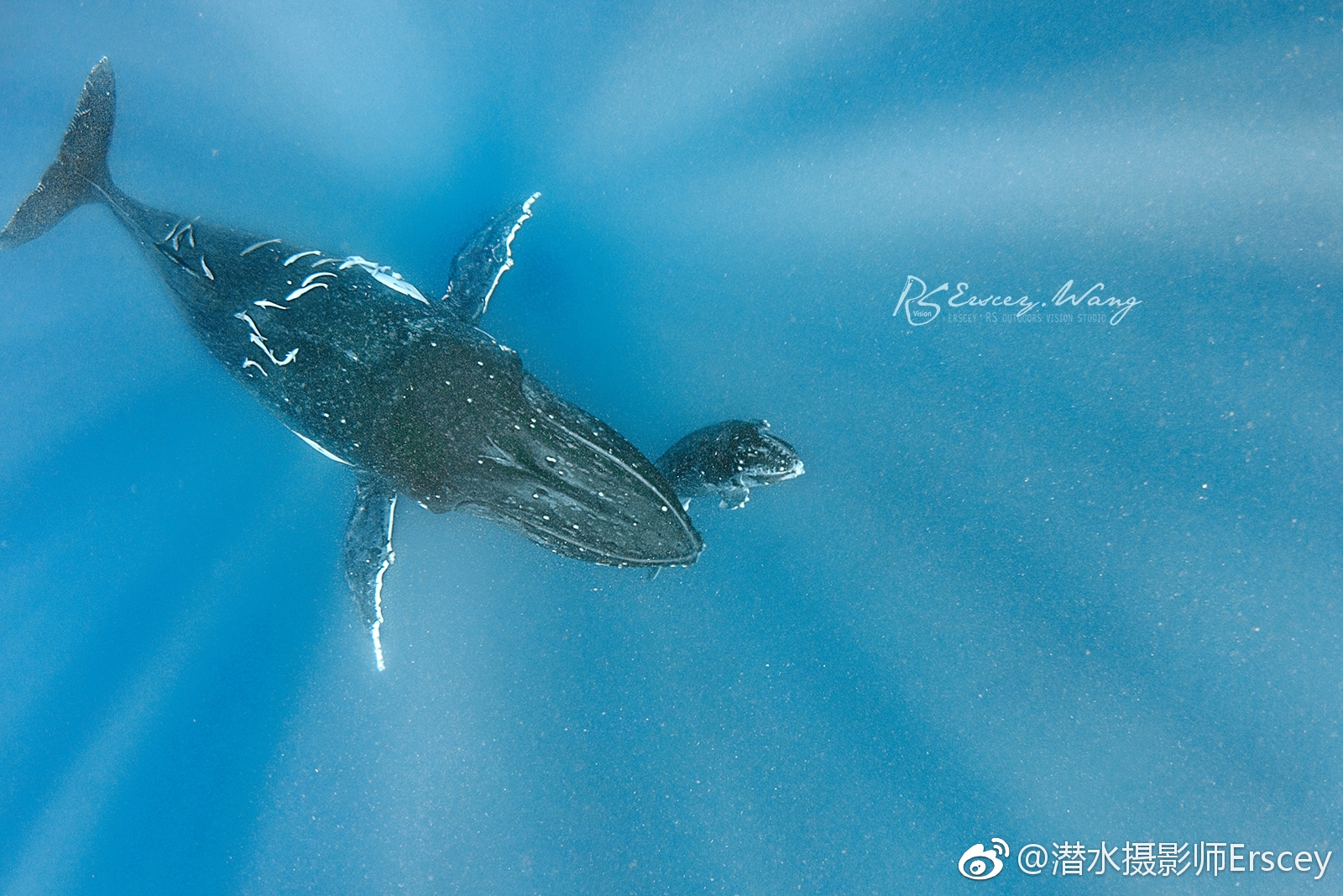 座头鲸孕期一年刚出生的鲸宝宝只有14英尺