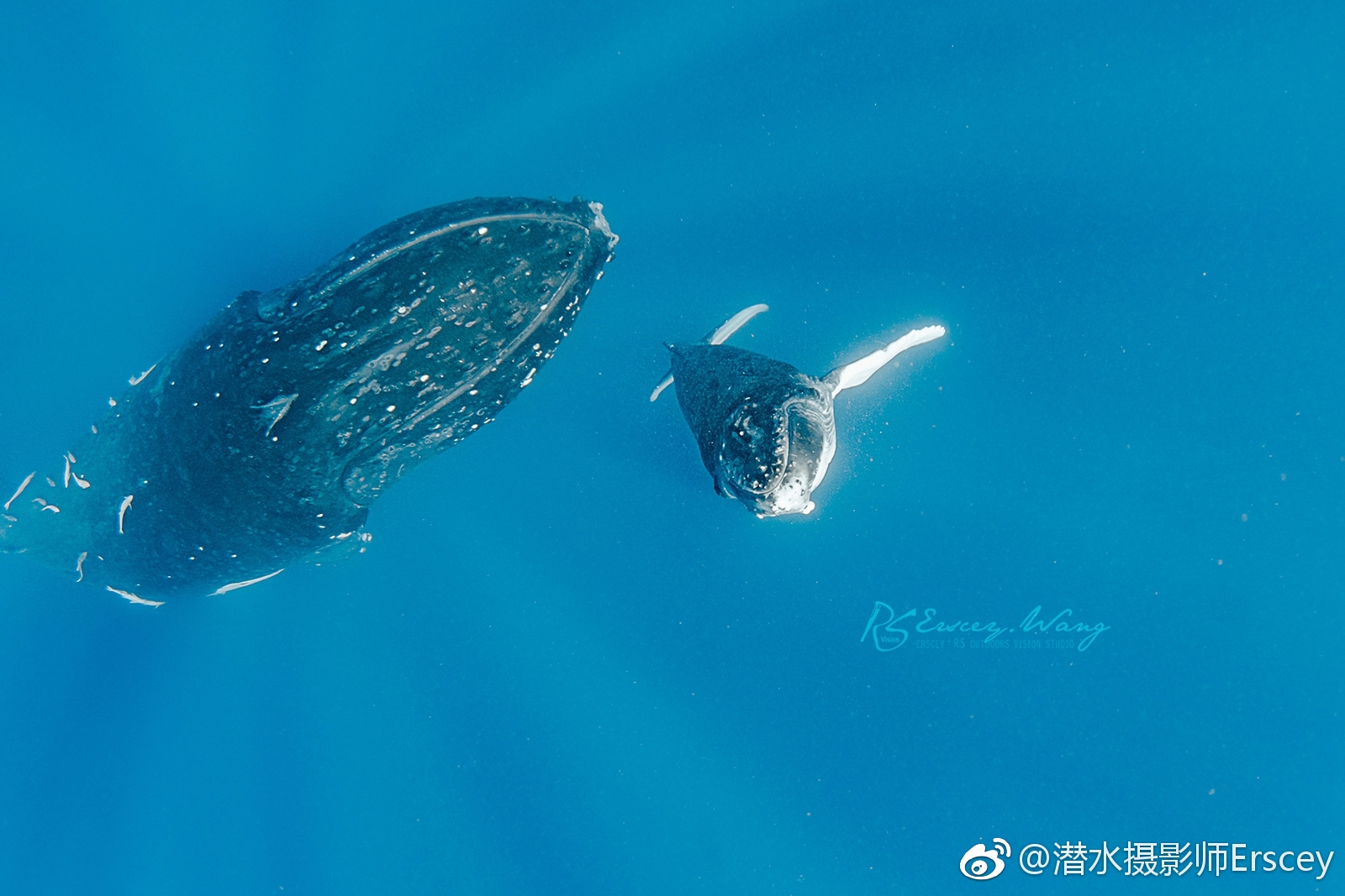 座头鲸孕期一年刚出生的鲸宝宝只有14英尺