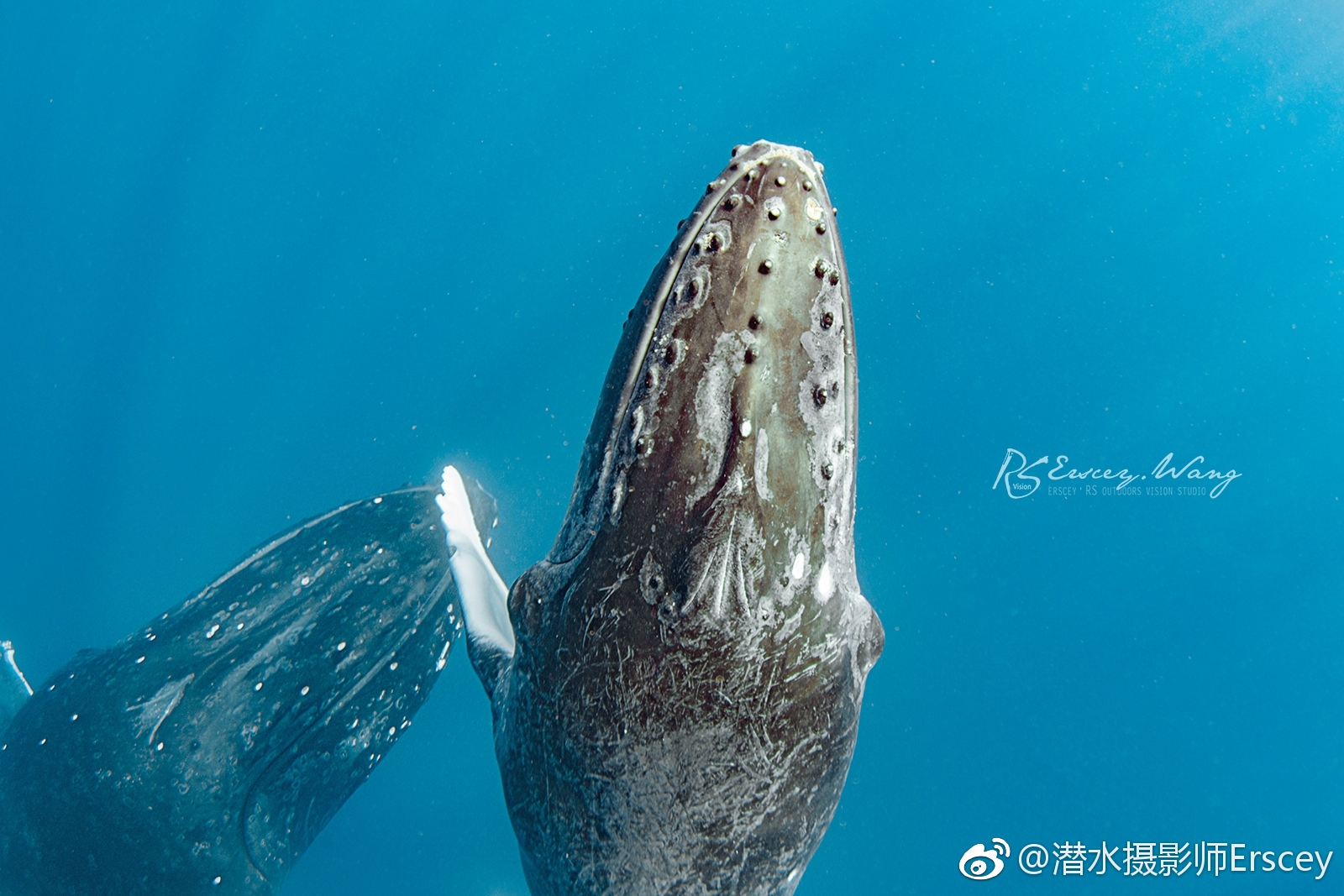 座头鲸孕期一年刚出生的鲸宝宝只有14英尺