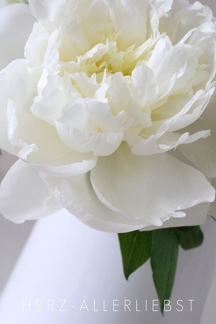 人生在世,谁都会有错误|人生在世|夏洛蒂|勃朗特_新浪新闻