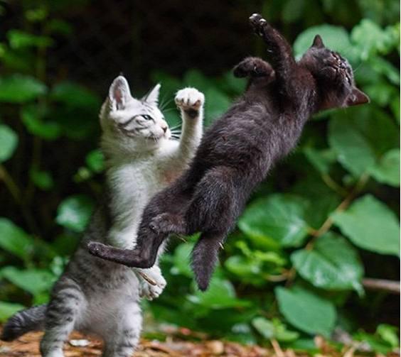 橘猫躺在铁盒子里面感觉像一条黄面包啊6张爆笑的宠物囧图