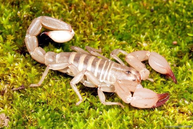 蝎子是五毒之一,那"水蝎子"有没有毒性呢?