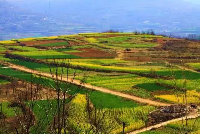 美极了禹州方山镇逯坡村千亩油菜已花开成海