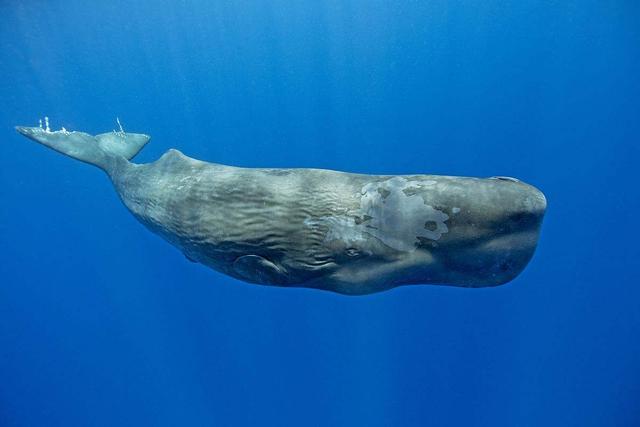 鲸鱼|抹香鲸|生还_新浪新闻