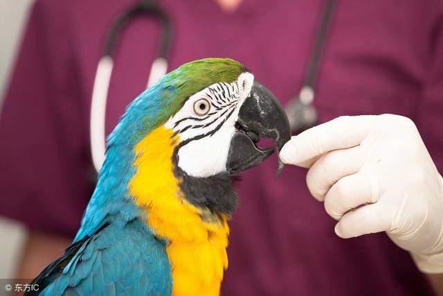 如何训练你的鹦鹉开口说话