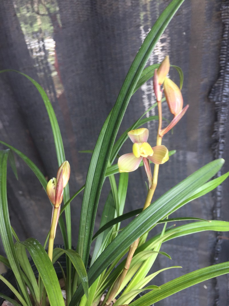 建兰红宋梅,原来你很美!