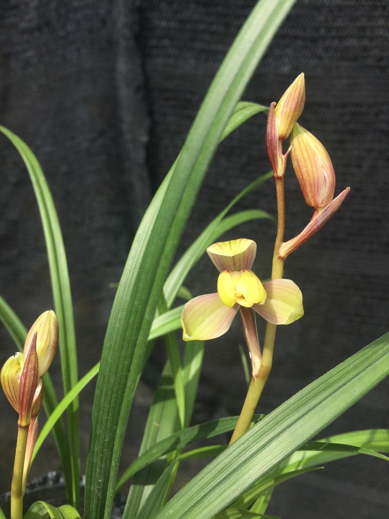 建兰红宋梅,原来你很美!