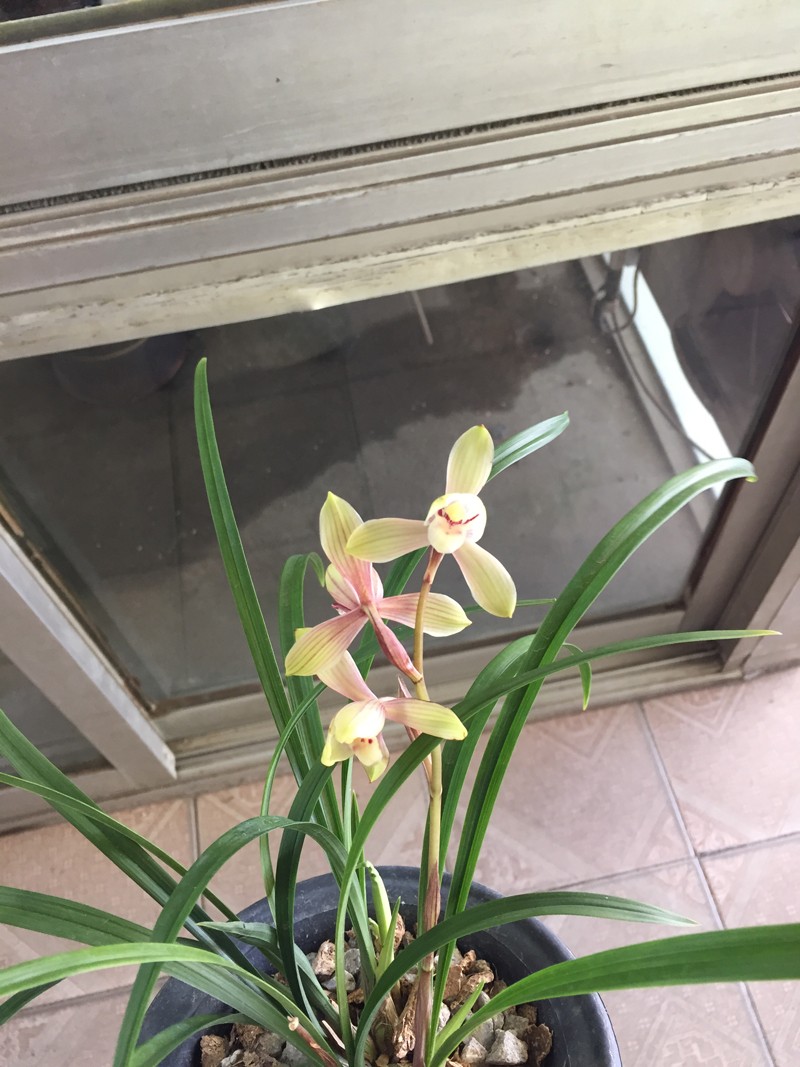 建兰红宋梅,原来你很美!