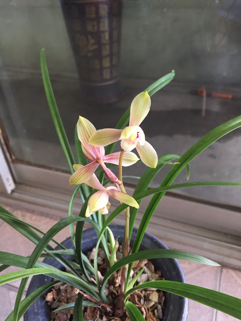 建兰红宋梅,原来你很美!