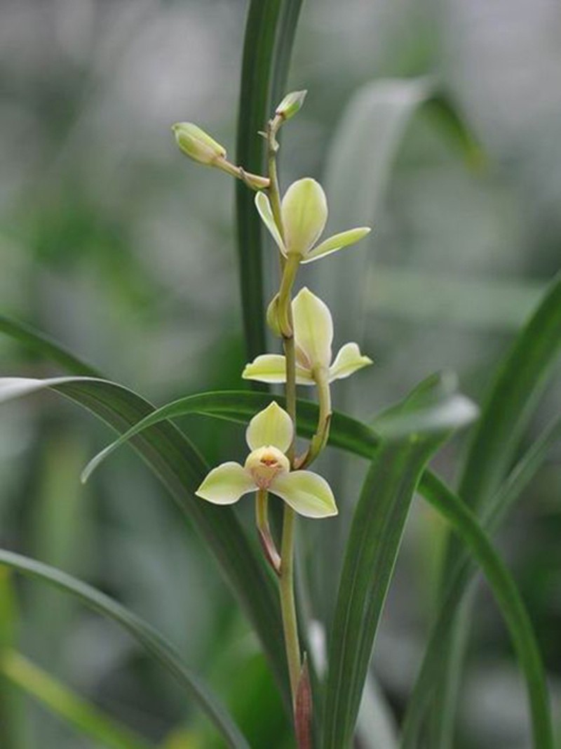 盛开的中华水仙,非常漂亮