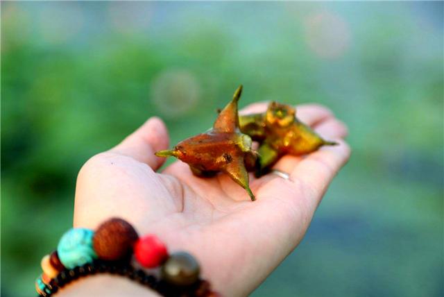 在各种菱中,四角菱的抗癌效果最好,尤其菱角蒂