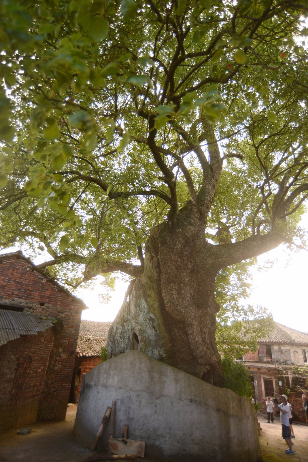 800多年神树腰围达189米11个成年人牵手才能围住