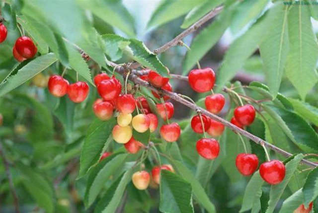 吃樱桃的五大好处 以及五大保健价值!