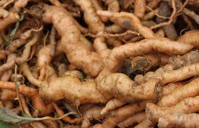 这个鲜地黄可是中药材之一呀,在我国的很多地区都能够找得到,比如山西