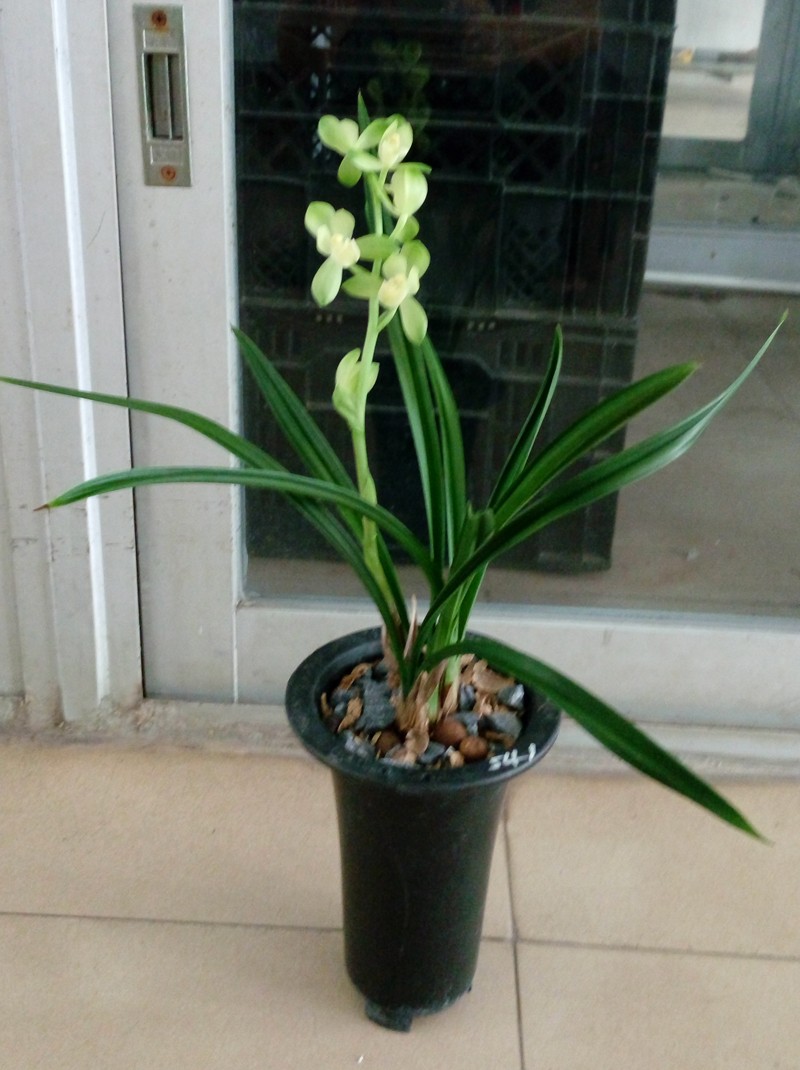 建兰四季兰素君荷欣赏