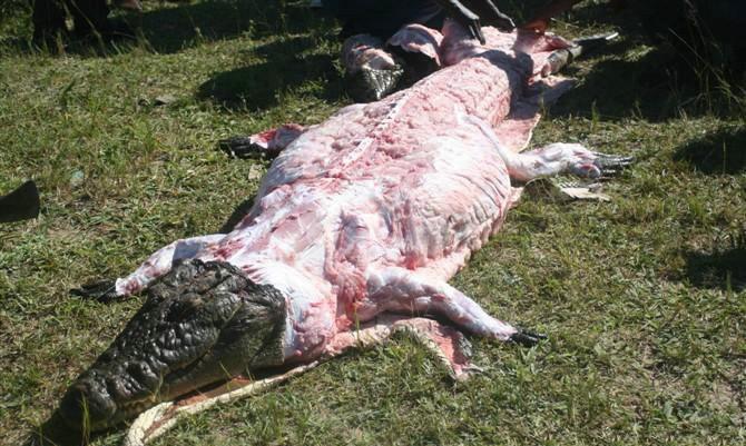 直击一条被剥皮的鳄鱼, 将成为非洲人的盘中餐