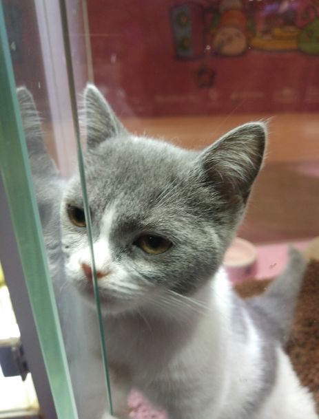 猫咪被关禁闭,楚楚可怜的眼神瞬间萌化主人