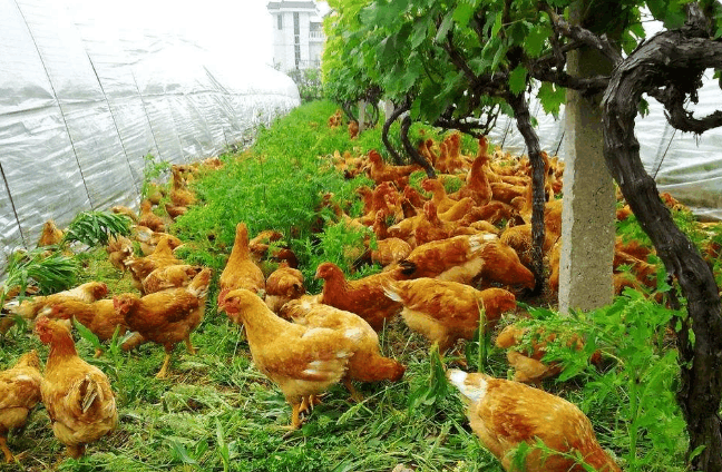 养鸡场用特殊的拖拉机捉鸡,一小时能抓10000多只, 减轻人工劳动力