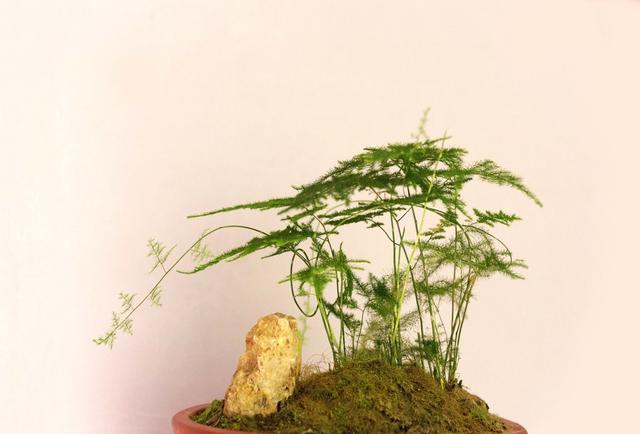 文人墨客的“文雅之竹”