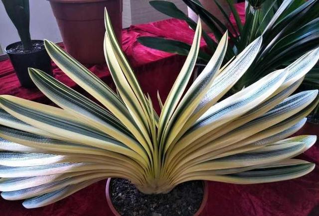这种"彩叶"君子兰,一盆1800元,花友:这个颜值,值了!