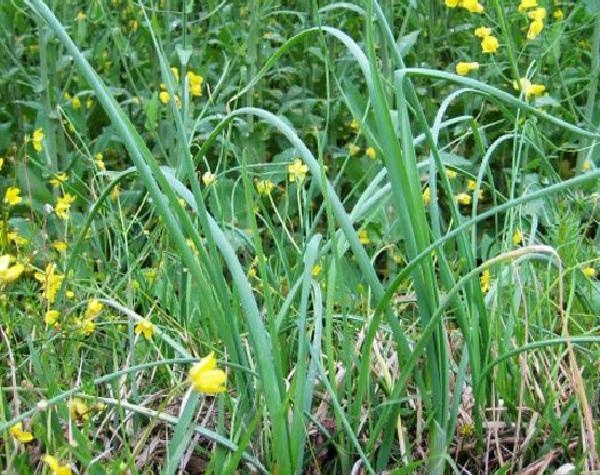 草地上的大脑瓜儿食用后口气难闻却是农民爱的野菜
