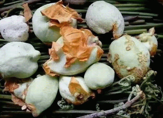 赣州山上的这种果实,香甜爽口,只有南方有,北方有钱都吃不到