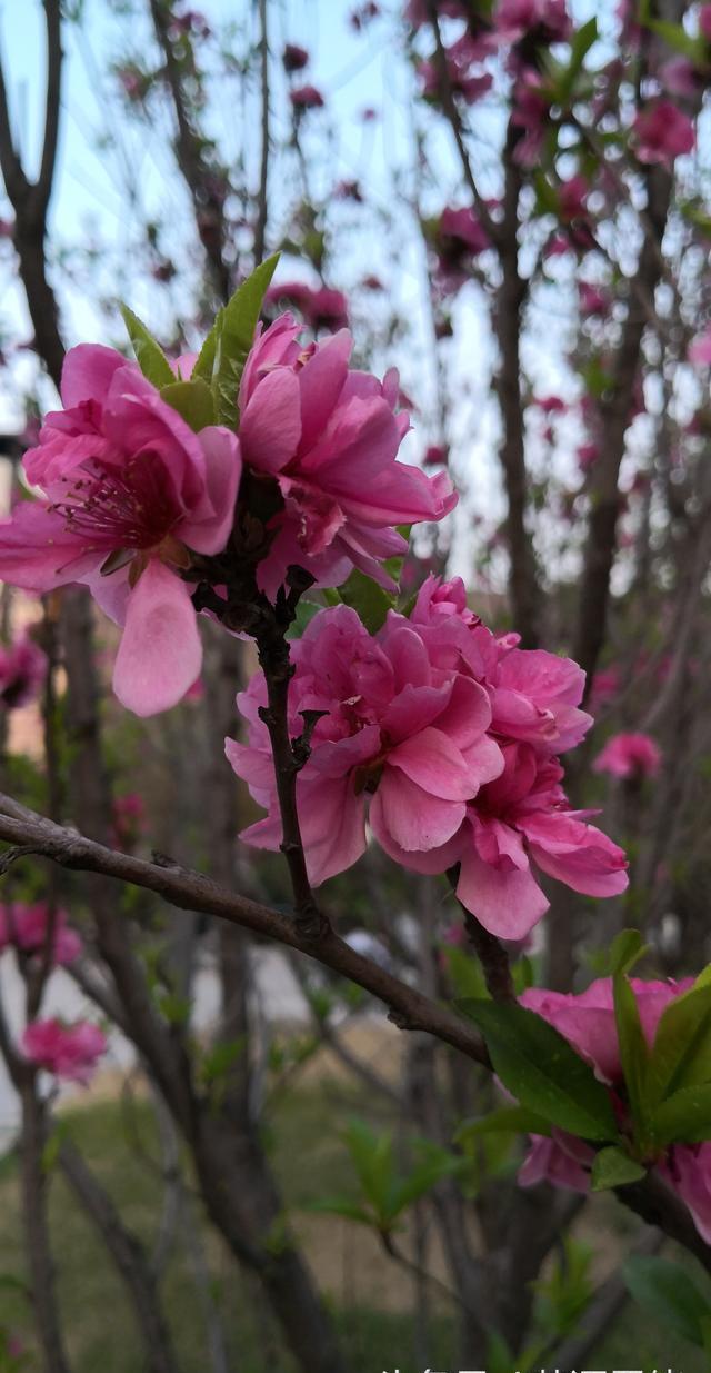 春天里留下了一点颜色依旧醉美花